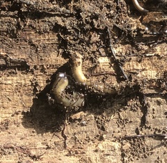 Bipalium pennsylvanicum