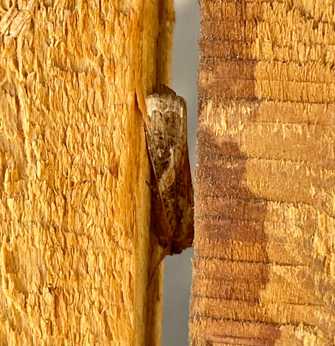 Beet Armyworm Moth