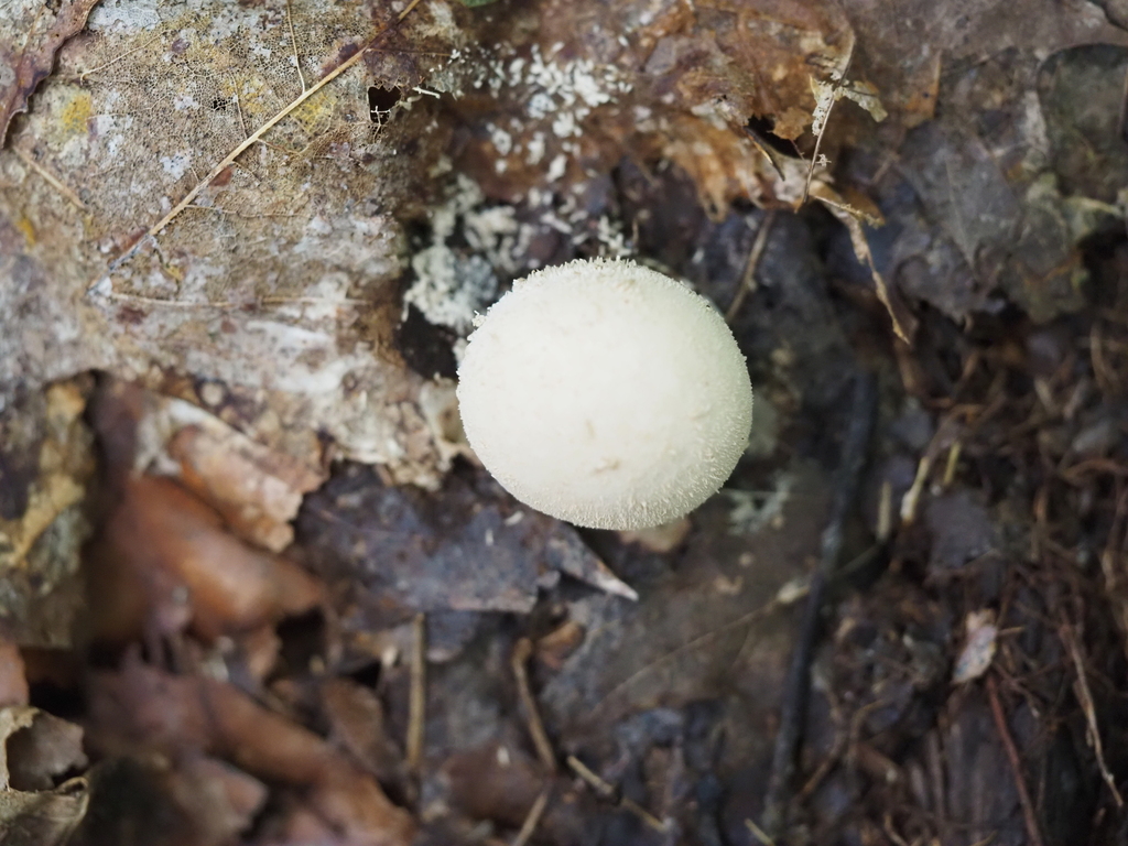 common puffball · September 2026 · photo: Photo: no rights reserved · iNaturalist