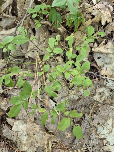 Early Lowbush Blueberry
