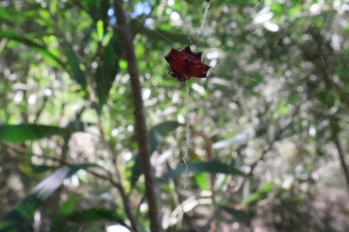 Spinybacked Orbweaver
