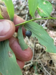Polygonatum pubescens, photograph (c) Tom Scavo, some rights reserved (CC BY)