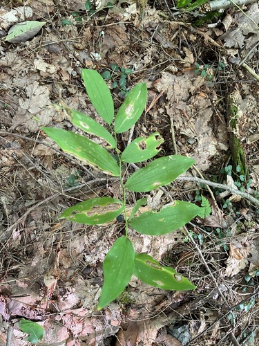 Polygonatum pubescens, photograph 1