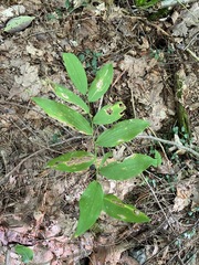 Polygonatum pubescens