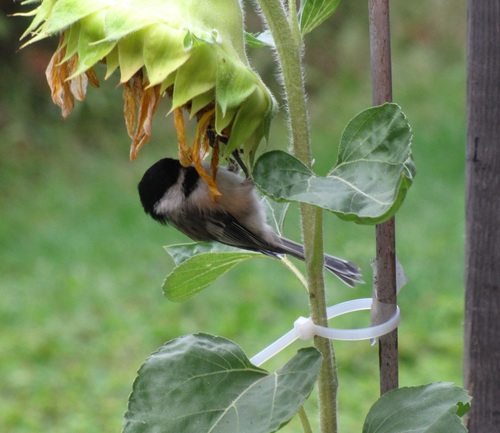 Black-capped Chickadee