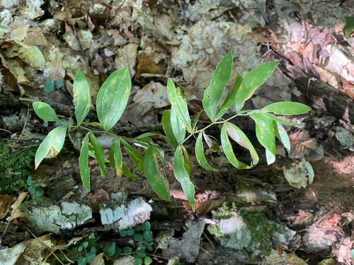 Uvularia sessilifolia, photograph 5