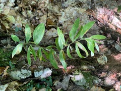 Uvularia sessilifolia, photograph (c) Tom Scavo, some rights reserved (CC BY)