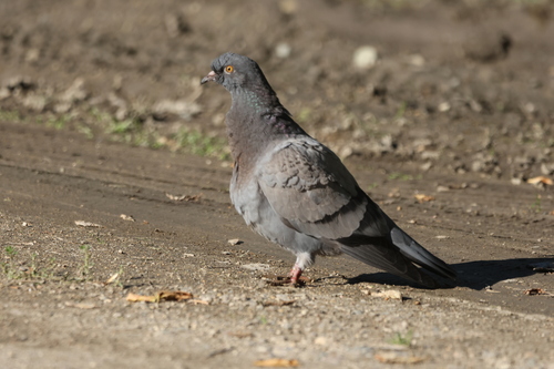 Feral Pigeon