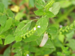 Mosla scabra, photograph (c) Tanner Shepard, some rights reserved (CC BY)