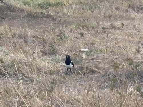 Black-billed Magpie