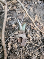 Symplocarpus foetidus