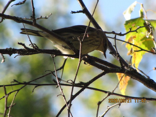 Cape May Warbler