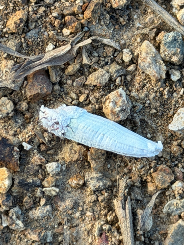 Genista Giant Scale Insect