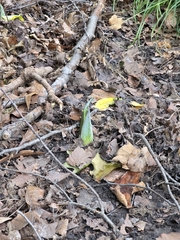 author not stated, no rights reserved Symplocarpus foetidus, photograph author not stated, no rights reserved