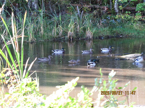 Mallard