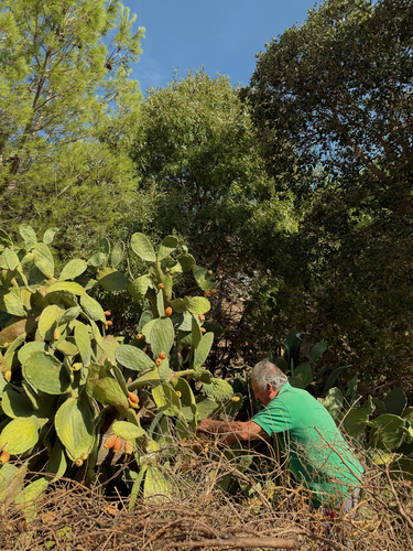 Indian fig opuntia
