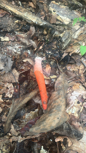 devil's dipstick