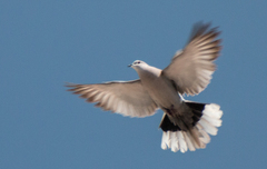 Streptopelia decaocto