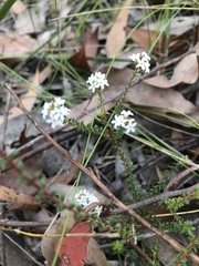 Leucopogon microphyllus