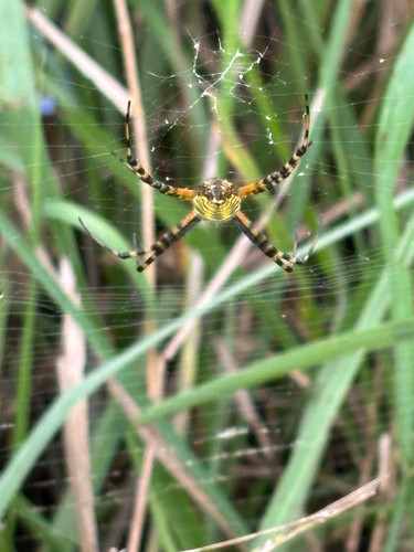 Banded Garden Spider