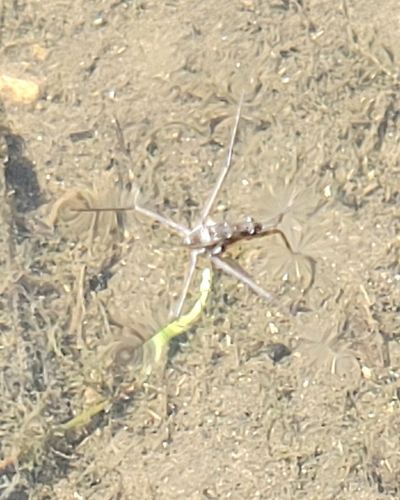 North American Common Water Strider