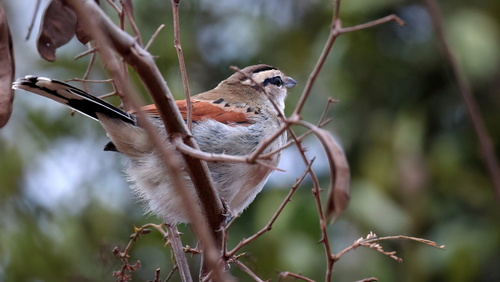 iNaturalist image