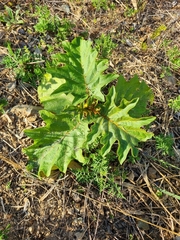 Solanum chrysotrichum