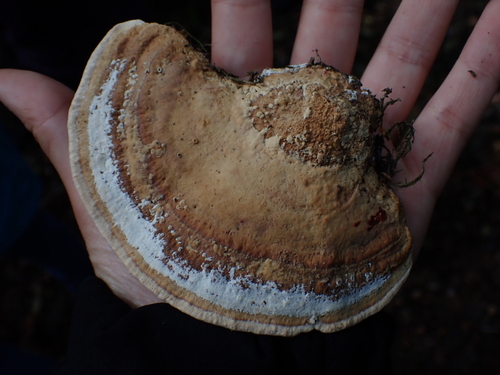 Fomitopsis quercina — (c) RT, some rights reserved (CC BY)