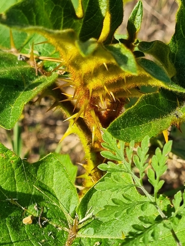 Solanum chrysotrichum, photograph 2