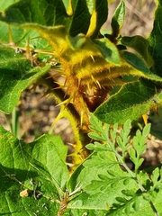 Solanum chrysotrichum, photograph (c) Elizabeth Meier, some rights reserved (CC BY)