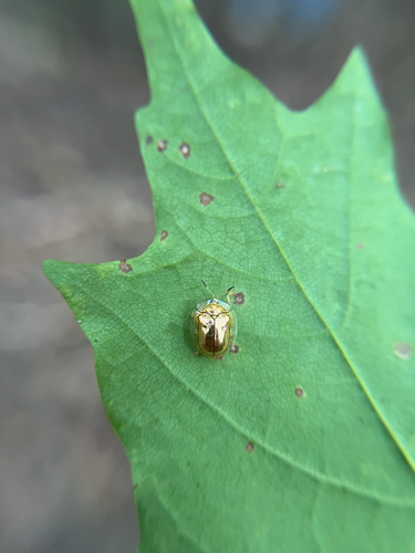 Golden Tortoise Beetle
