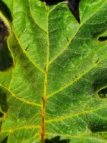 Solanum chrysotrichum, photograph 3