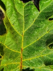 Solanum chrysotrichum, photograph (c) Elizabeth Meier, some rights reserved (CC BY)