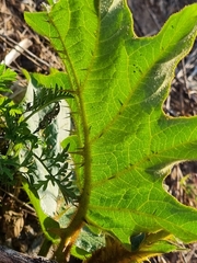 Solanum chrysotrichum, photograph (c) Elizabeth Meier, some rights reserved (CC BY)