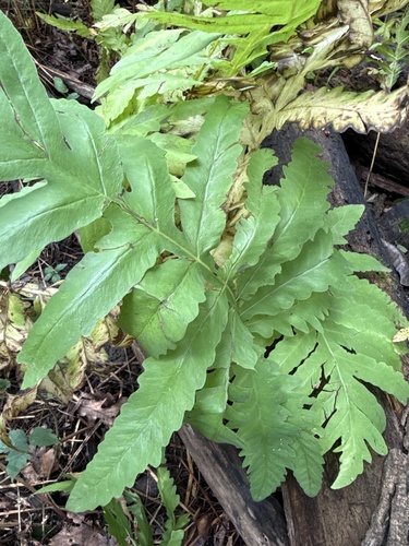 sensitive fern
