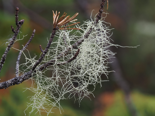 Dolichousnea longissima, 2026-09-20