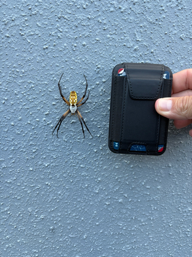 Yellow Garden Spider