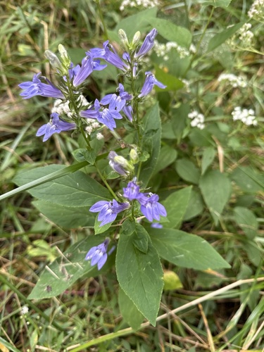 great blue lobelia
