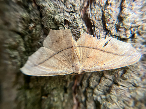 Large Maple Spanworm Moth
