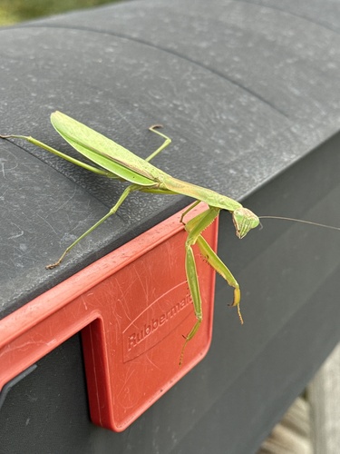 Chinese Mantis