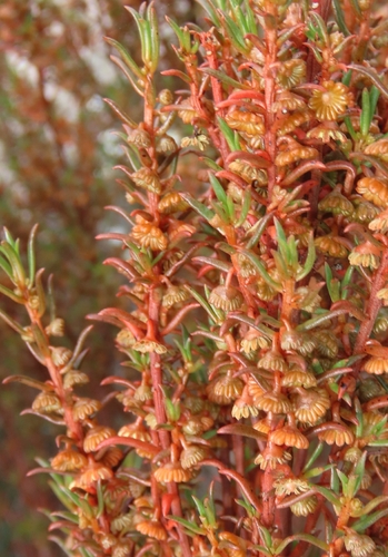 Gyrostemon australasicus observed 2026-09-21
