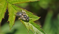 Andrena
