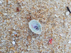 Diodora