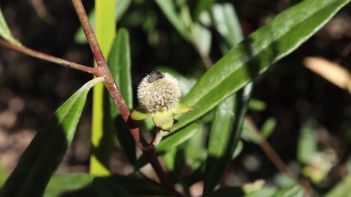Beyeria lasiocarpa, 2026-09-19