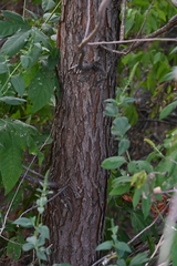 Salix nigra, photograph author not stated, no rights reserved