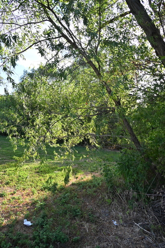 Salix nigra, photograph 3