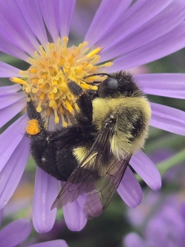Common Eastern Bumble Bee