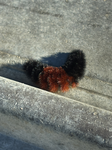 Isabella Tiger Moth