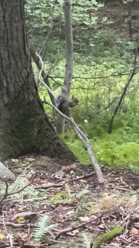 Eastern Gray Squirrel