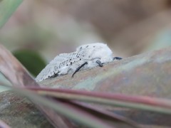 Polyphagozerra coffeae